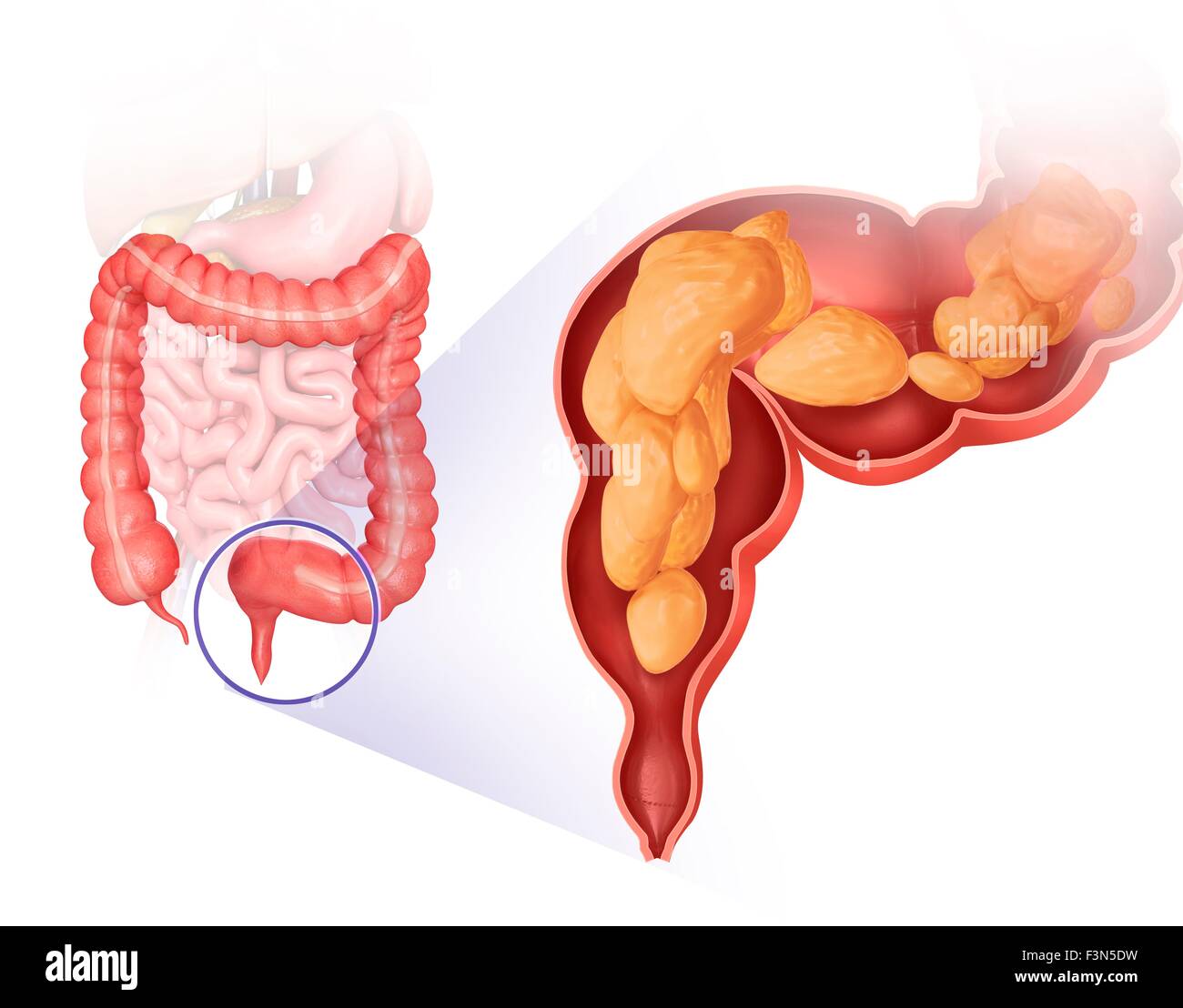 Gros intestin, illustration Banque D'Images