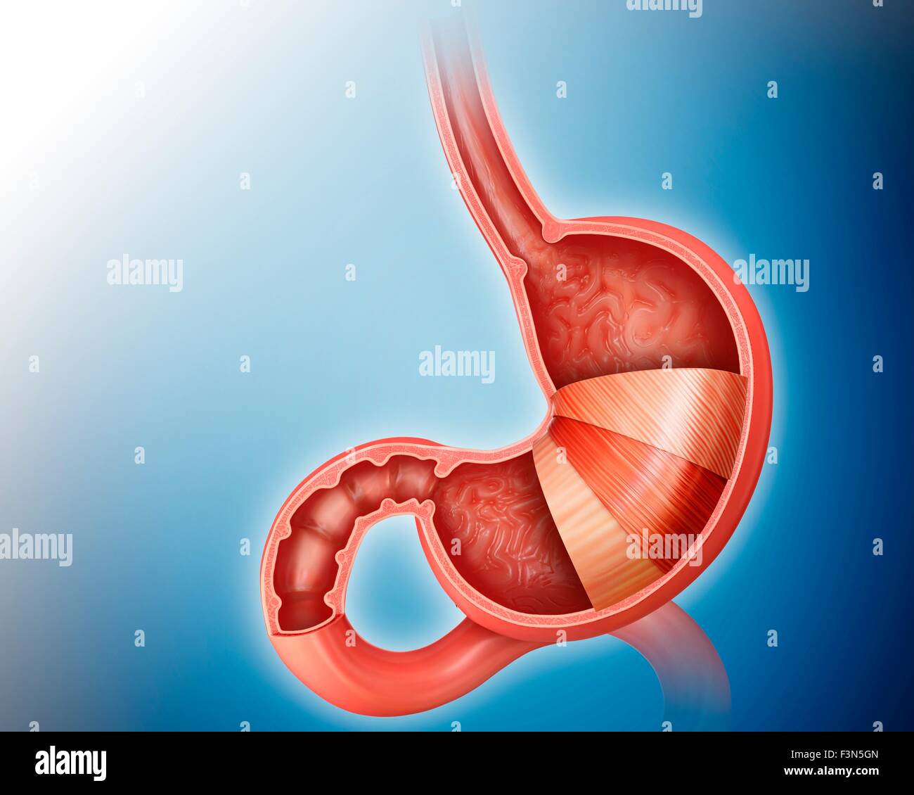 Les couches de l'estomac et l'intestin grêle Banque D'Images