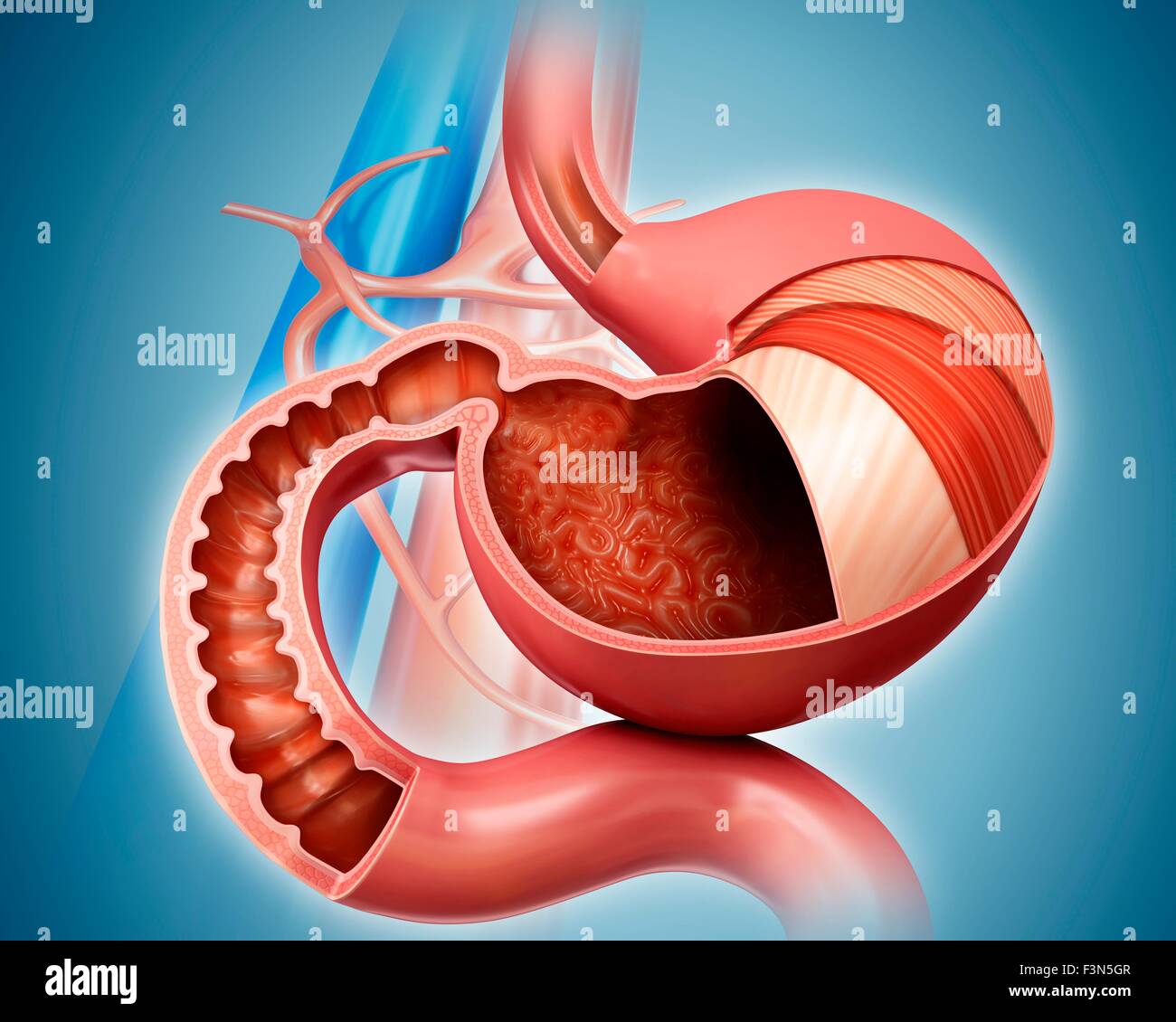 Les couches de l'estomac et l'intestin grêle Banque D'Images