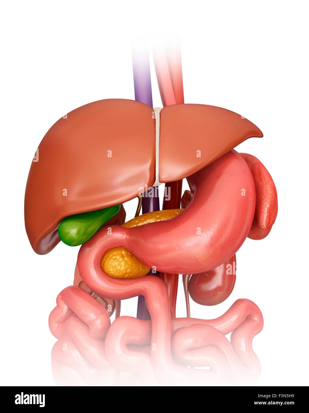 Les organes internes, illustration Banque D'Images