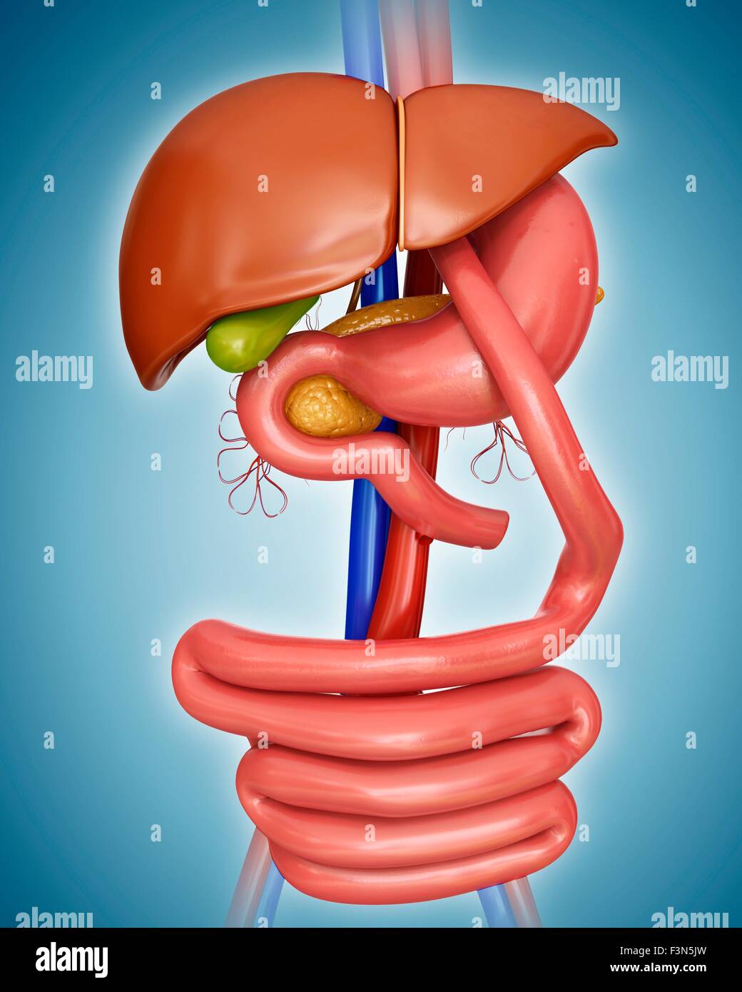 Dérivation gastrique, illustration Banque D'Images