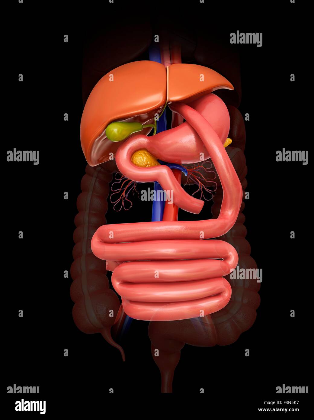 Dérivation gastrique, illustration Banque D'Images