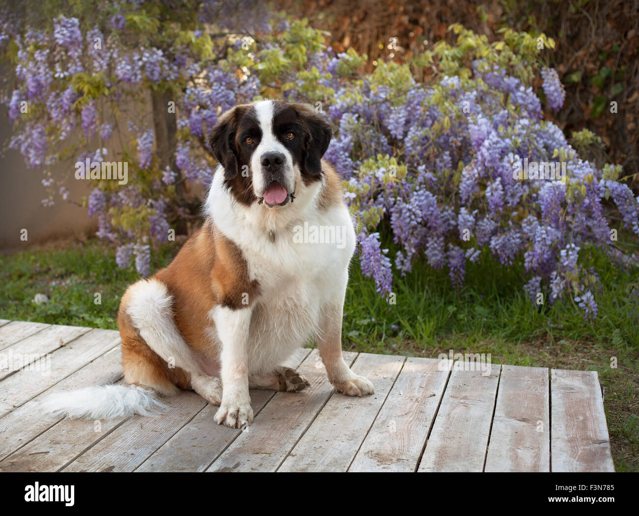 Chien Saint Bernard se trouve sur plate-forme en bois en face de glycine mauve fleurs de vigne Banque D'Images