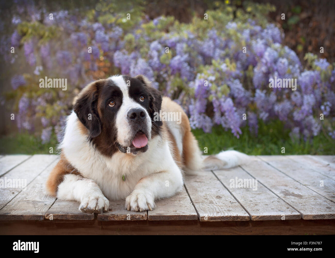 Saint Bernard chien fixe sur plate-forme en bois en face de fleurs de vigne wisteria Banque D'Images