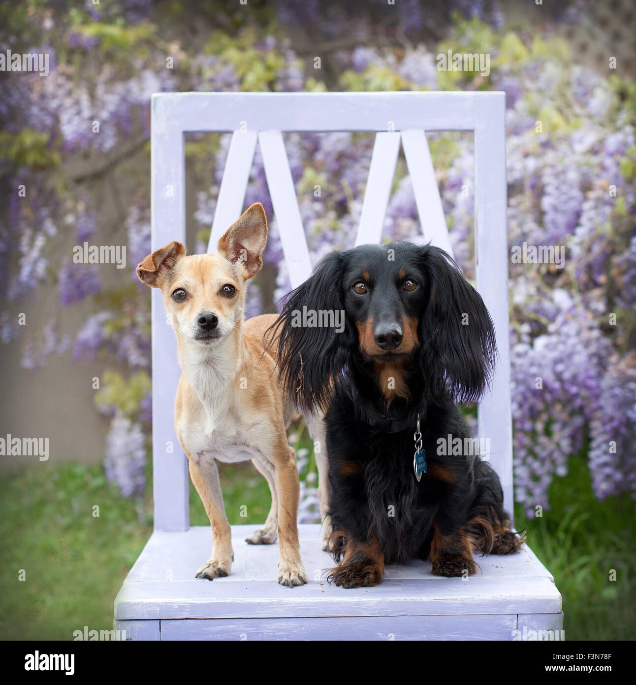 2 petits chiens assis sur une chaise en bois de lavande en face de fleurs de vigne glycine à yeux brillants à l'appareil photo. Banque D'Images
