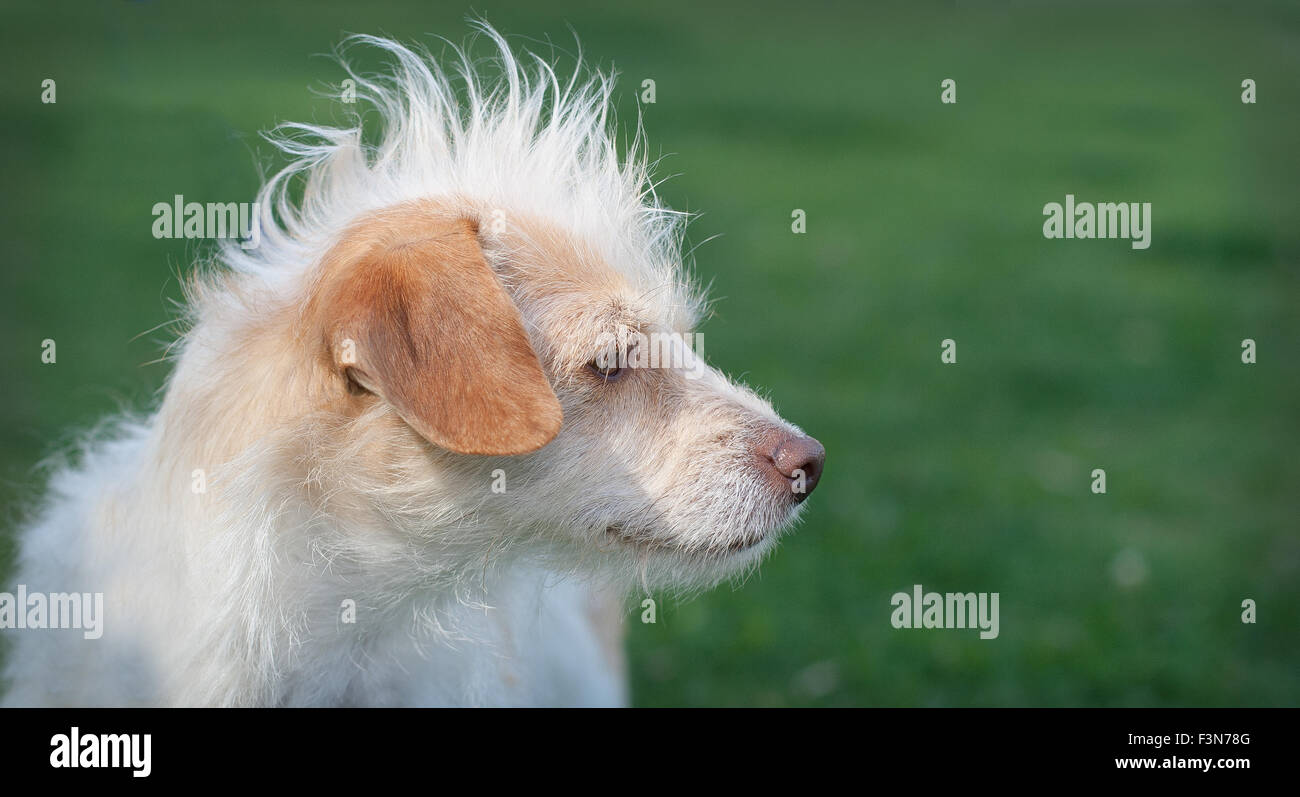 Profil de white dog avec cheveux mohawk bizarre on Green grass Banque D'Images