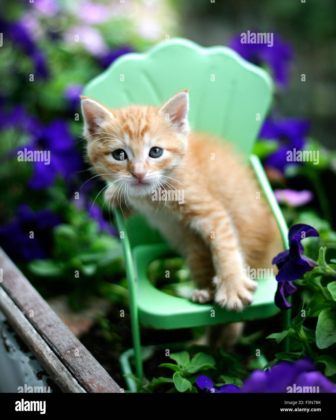 Bébé orange tabby kitten cat se trouve dans mini metal fauteuil vert dans le semoir de feuilles vertes et fleurs violet Banque D'Images