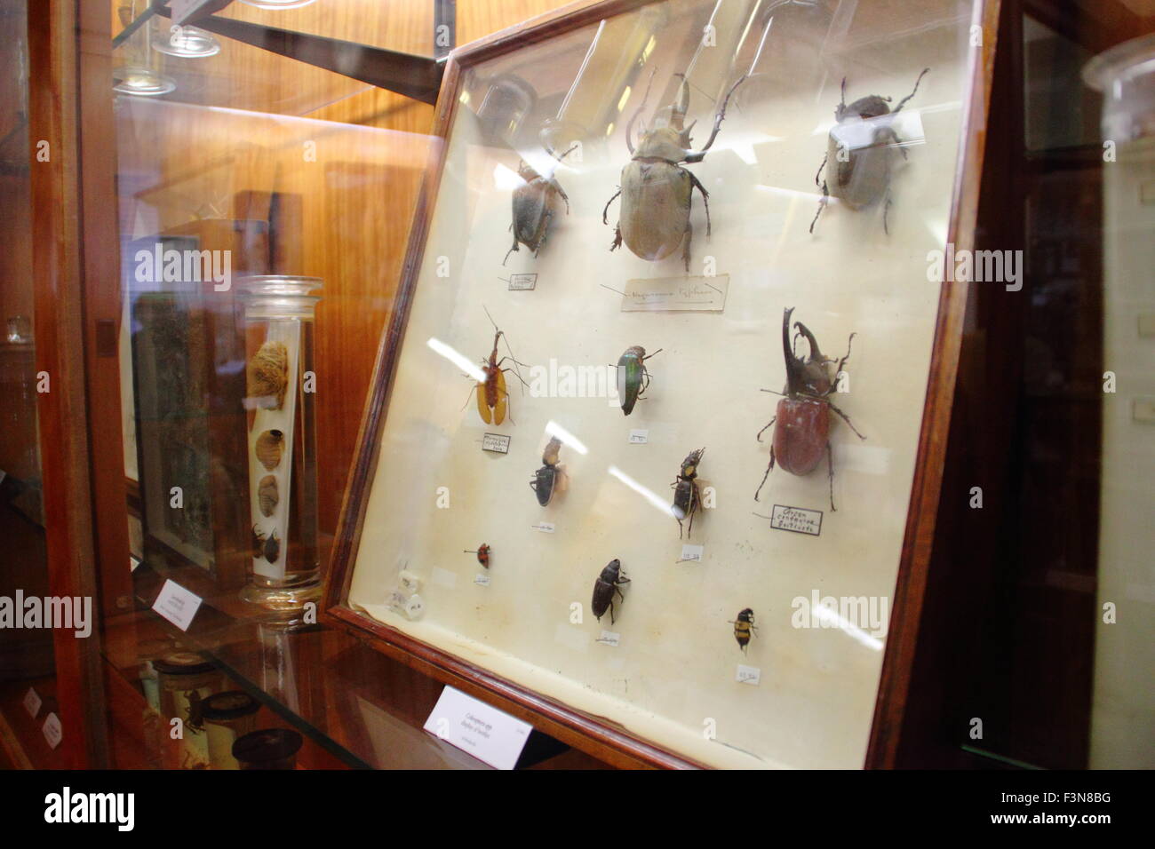 Insectes montés sur l'affichage dans un cabinet de verre à l'Alfred Denny Zoological Museum de l'Université de Sheffield, en Angleterre, Royaume-Uni Banque D'Images