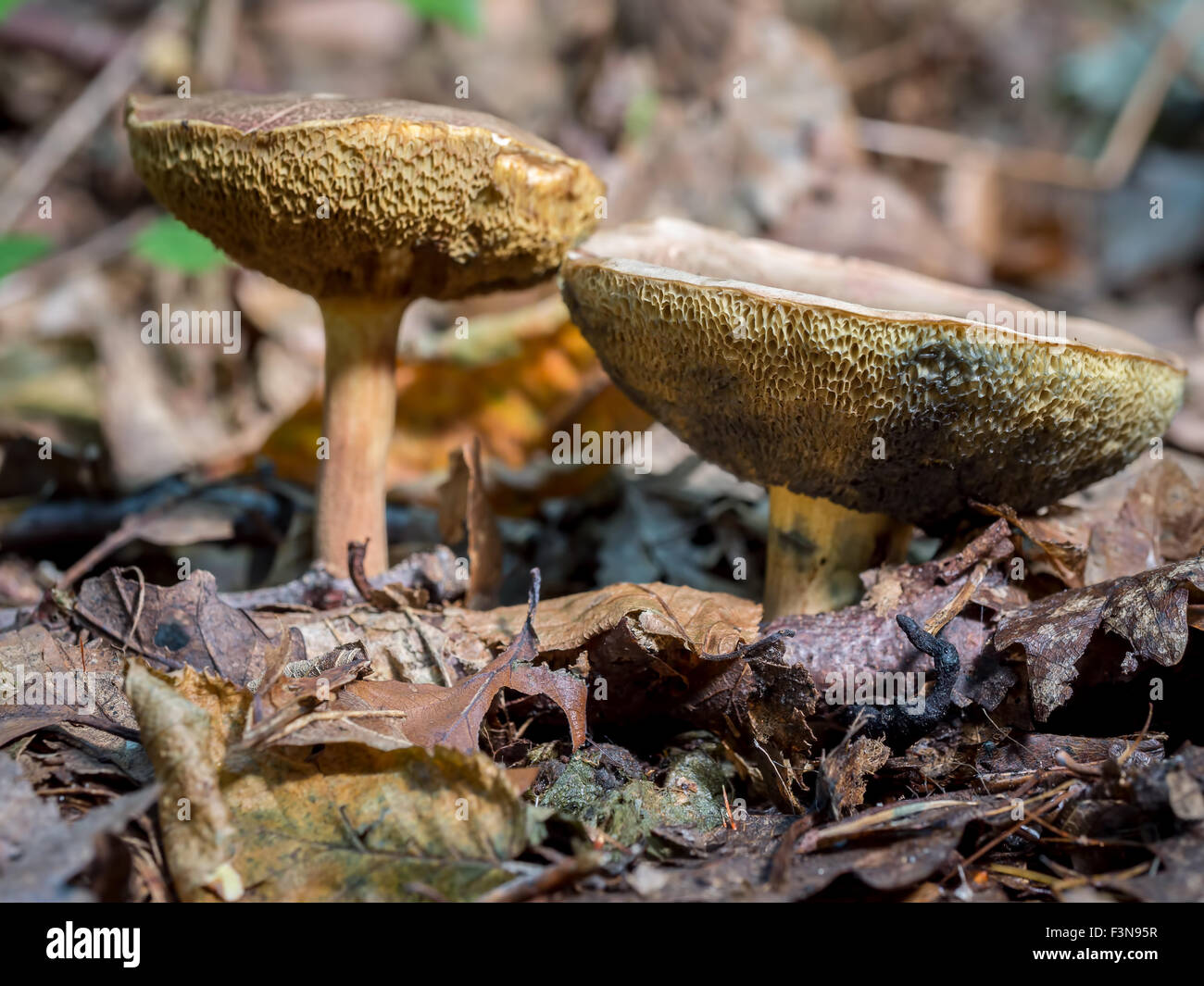 Deux Xerocomellus chrysenteron champignons poussant dans la forêt Banque D'Images