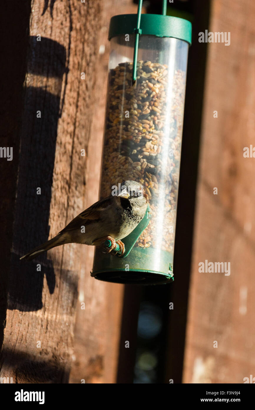 Les écrous de graines alimentaires Sparrow alimentation jardin Montrose Angus Scotland UK Banque D'Images