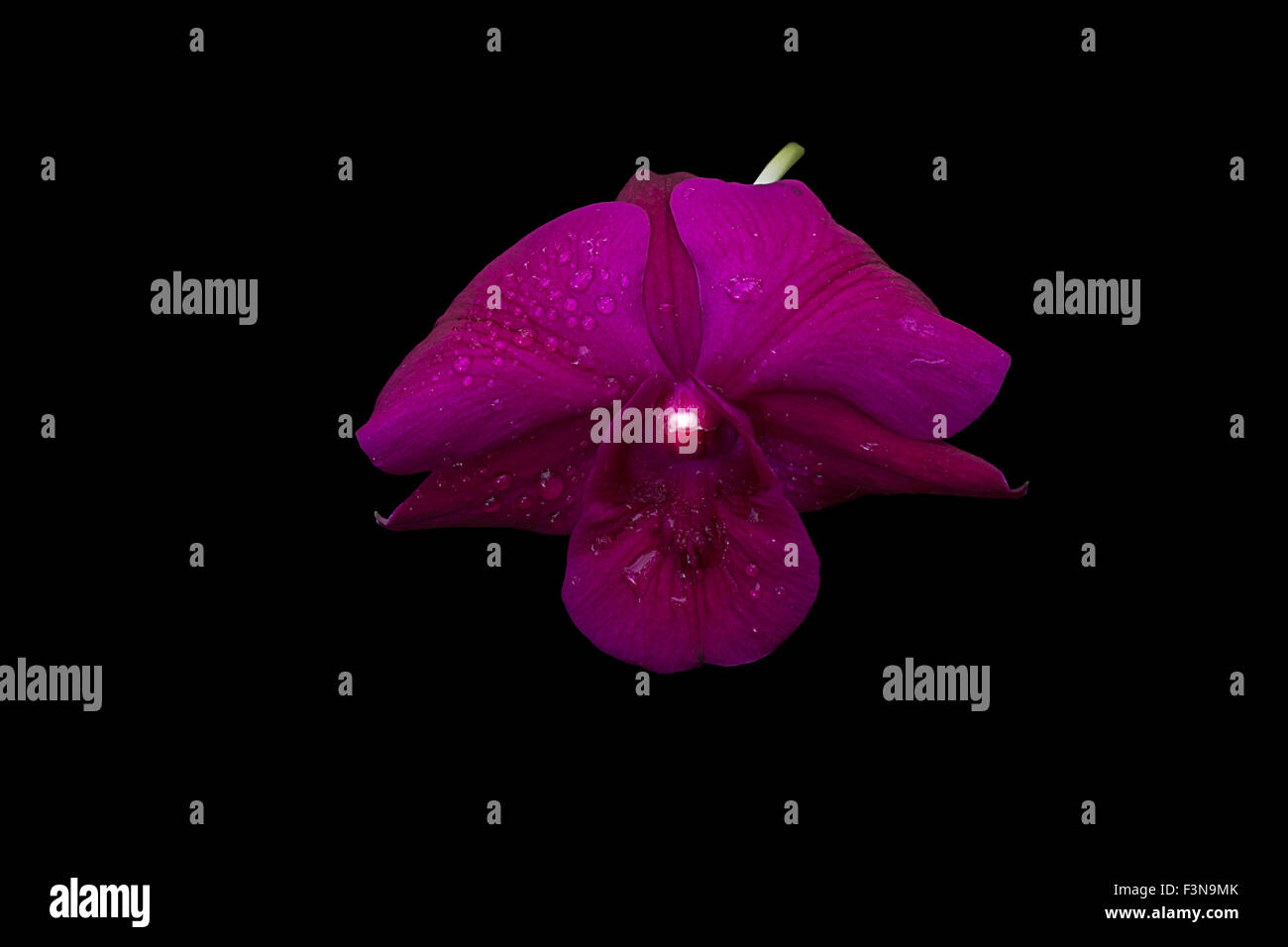 Orchidée violet sur fond noir Banque D'Images