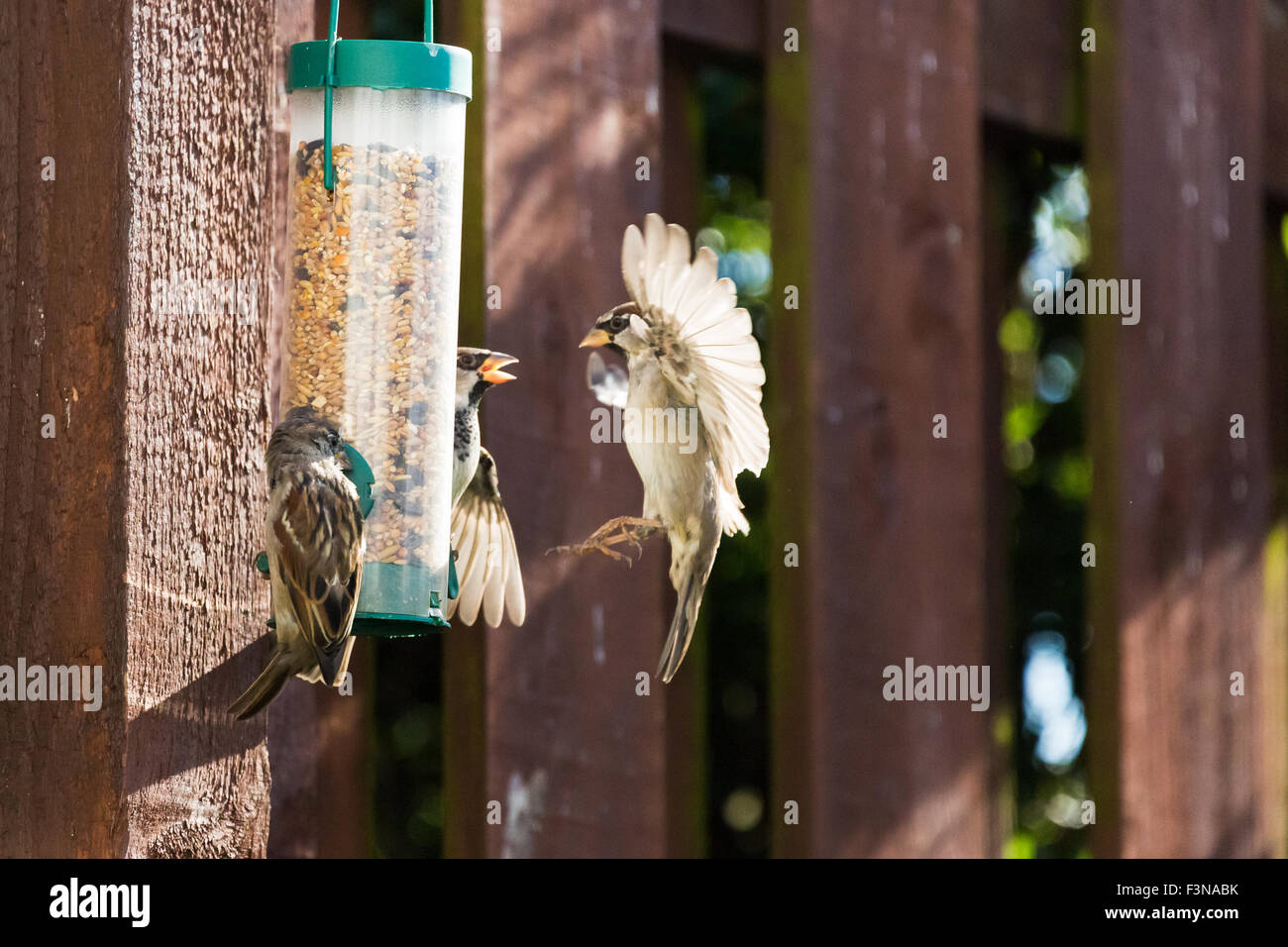 Les moineaux mangent les écrous de graines d'alimentation jardin Montrose Angus Scotland UK Banque D'Images
