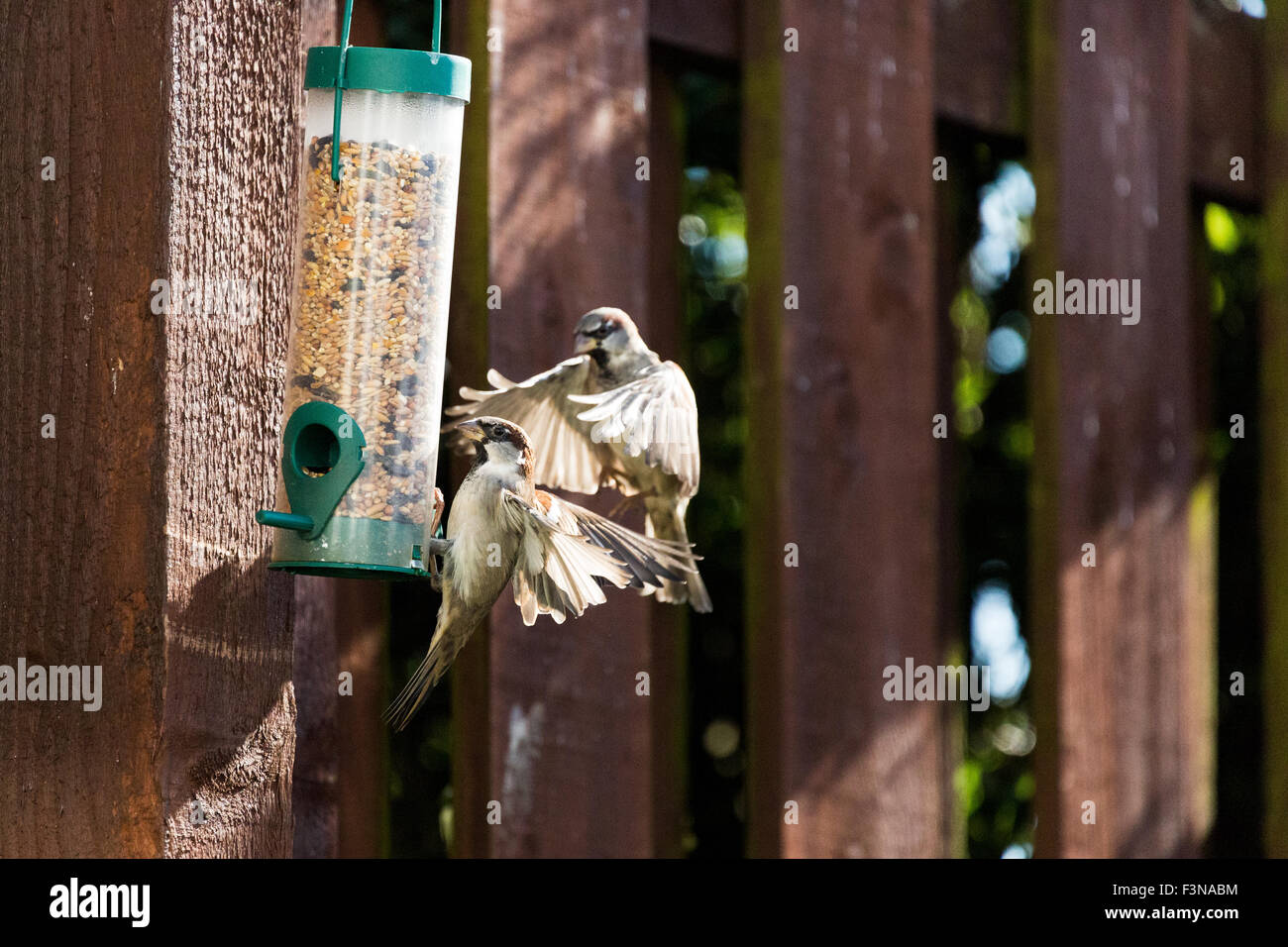 Les moineaux mangent les écrous de graines d'alimentation jardin Montrose Angus Scotland UK Banque D'Images