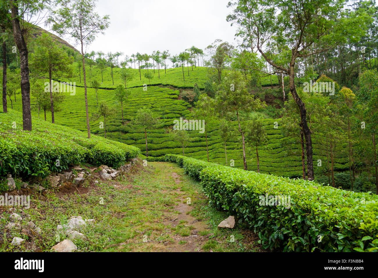 Les plantations de thé munnar inde Banque D'Images