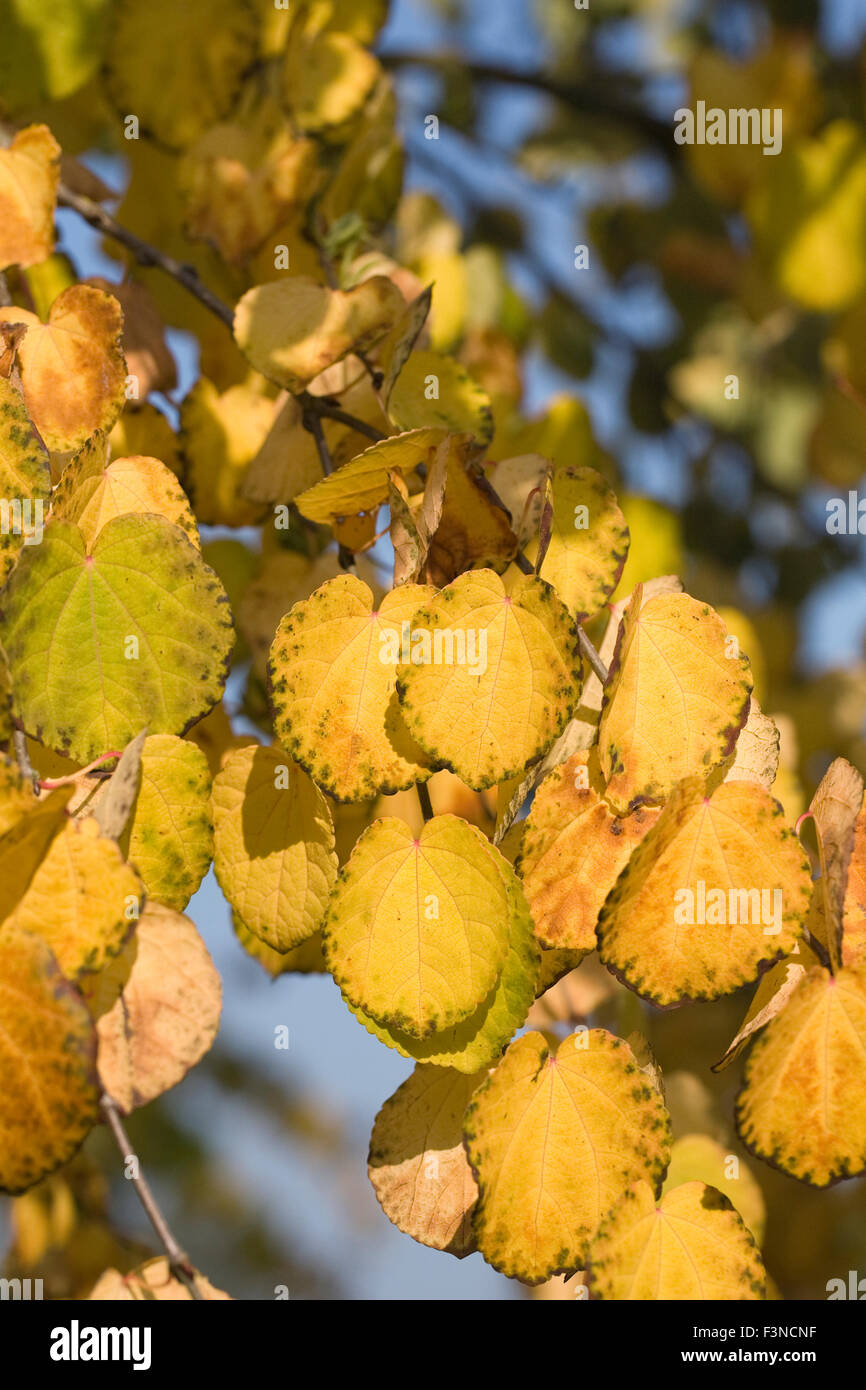 Cercidiphyllum japonicum. Les permissions de l'arbre Katsura en automne. Banque D'Images