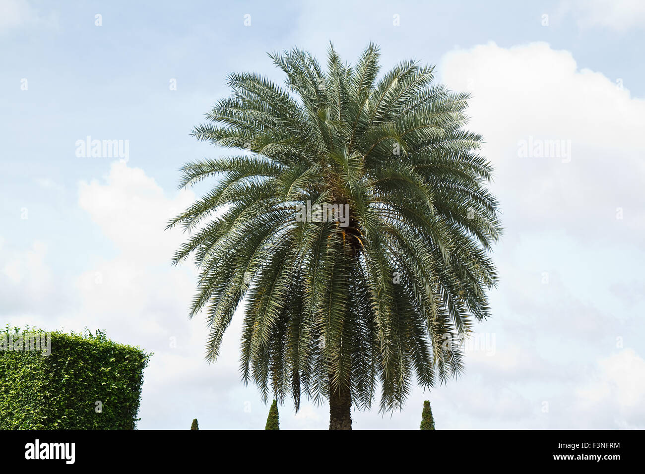 Palmier Banque D'Images