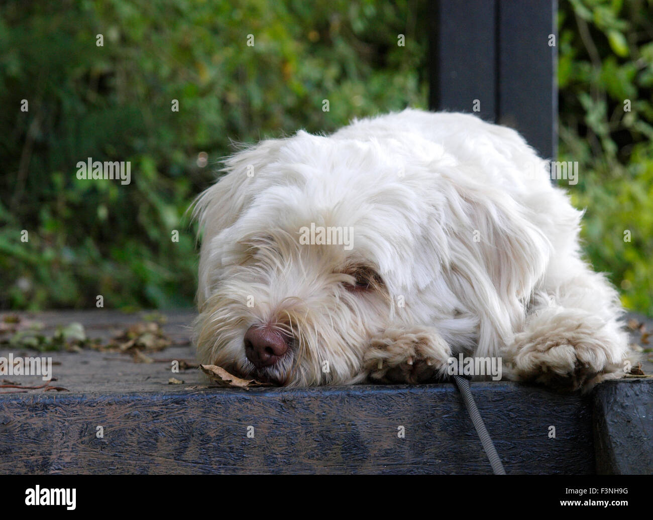 Triste à peu de White Dog, UK Banque D'Images