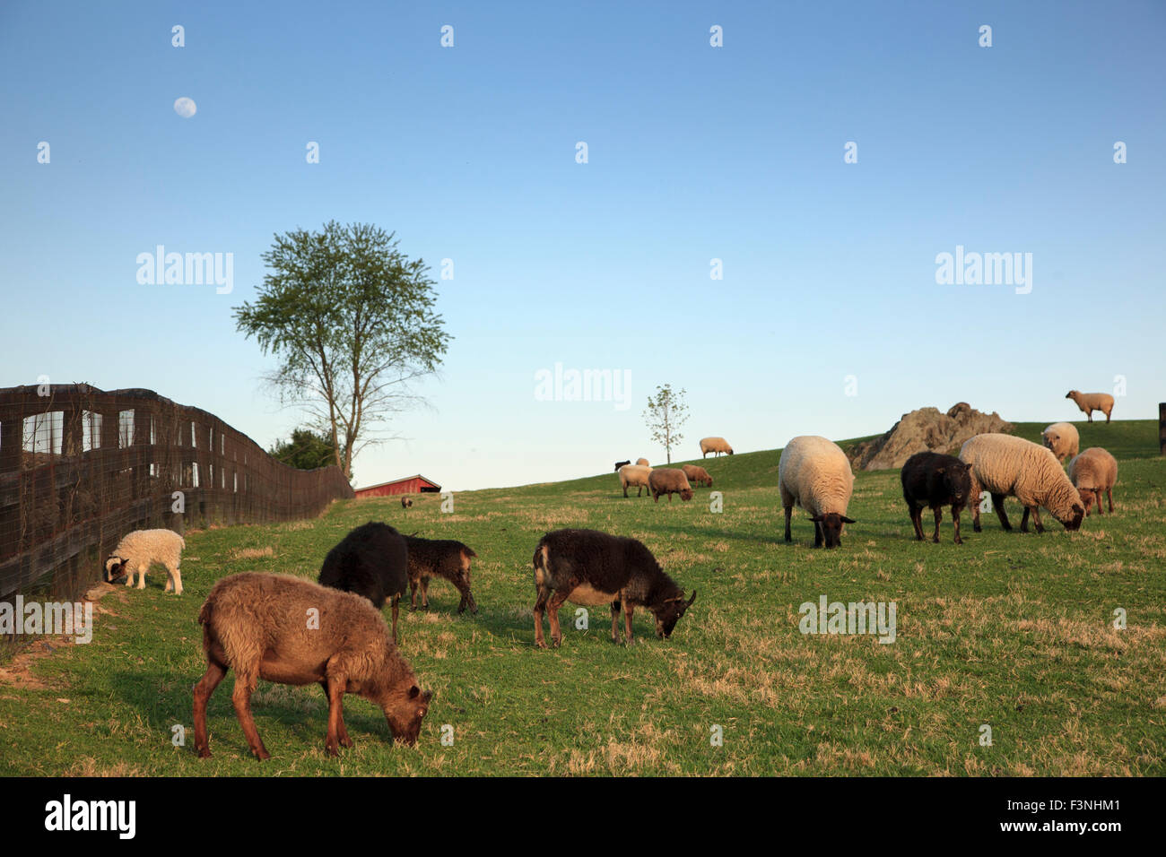 Pittoresque ferme avec des moutons paissant dans les pâturages, Middelburg, Virginie, USA Banque D'Images