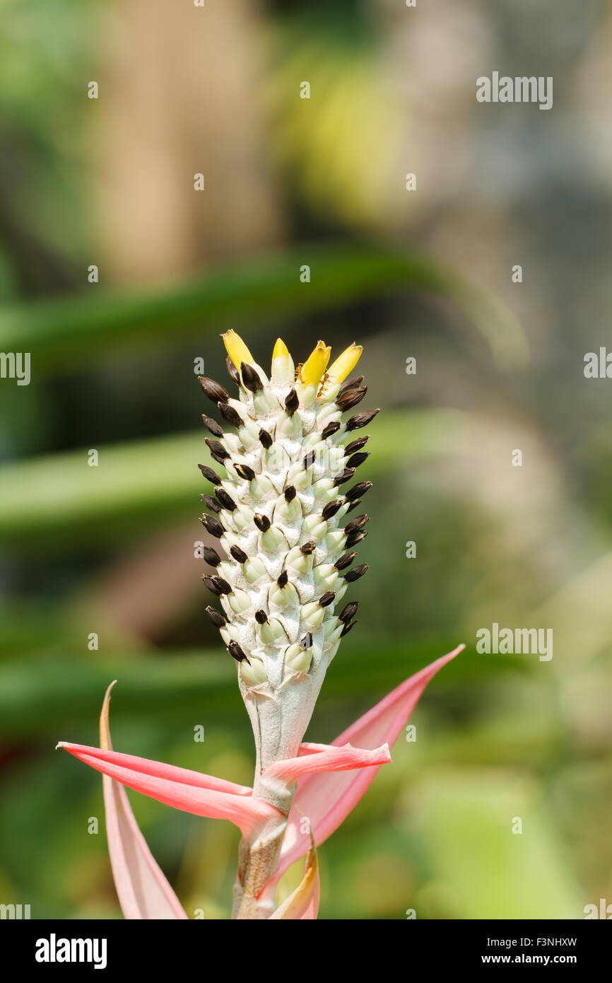 Fleur d'ananas Banque D'Images