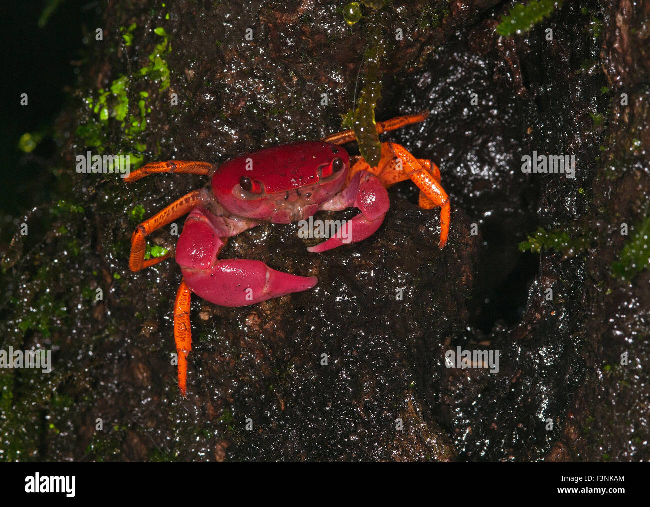 L'image du crabe rouge et orange a été prise à Amboli, Maharashtra, Inde Banque D'Images