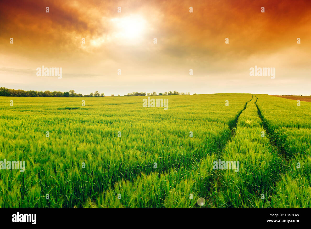 Champ de blé avec le chemin du paysage en été et en Hongrie Banque D'Images