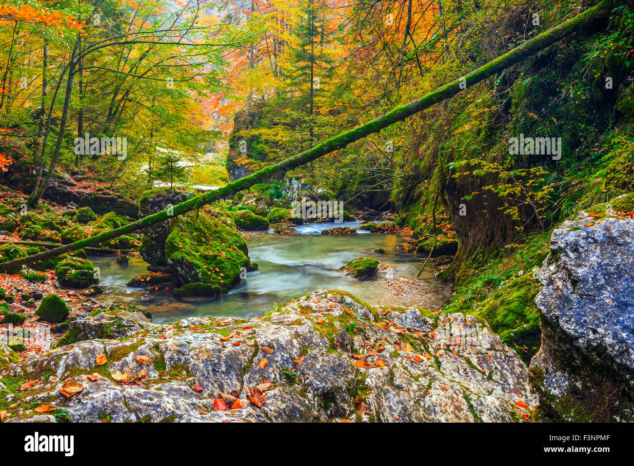 Creek profondément dans la forêt de montagne en Transylvanie, Roumanie Banque D'Images