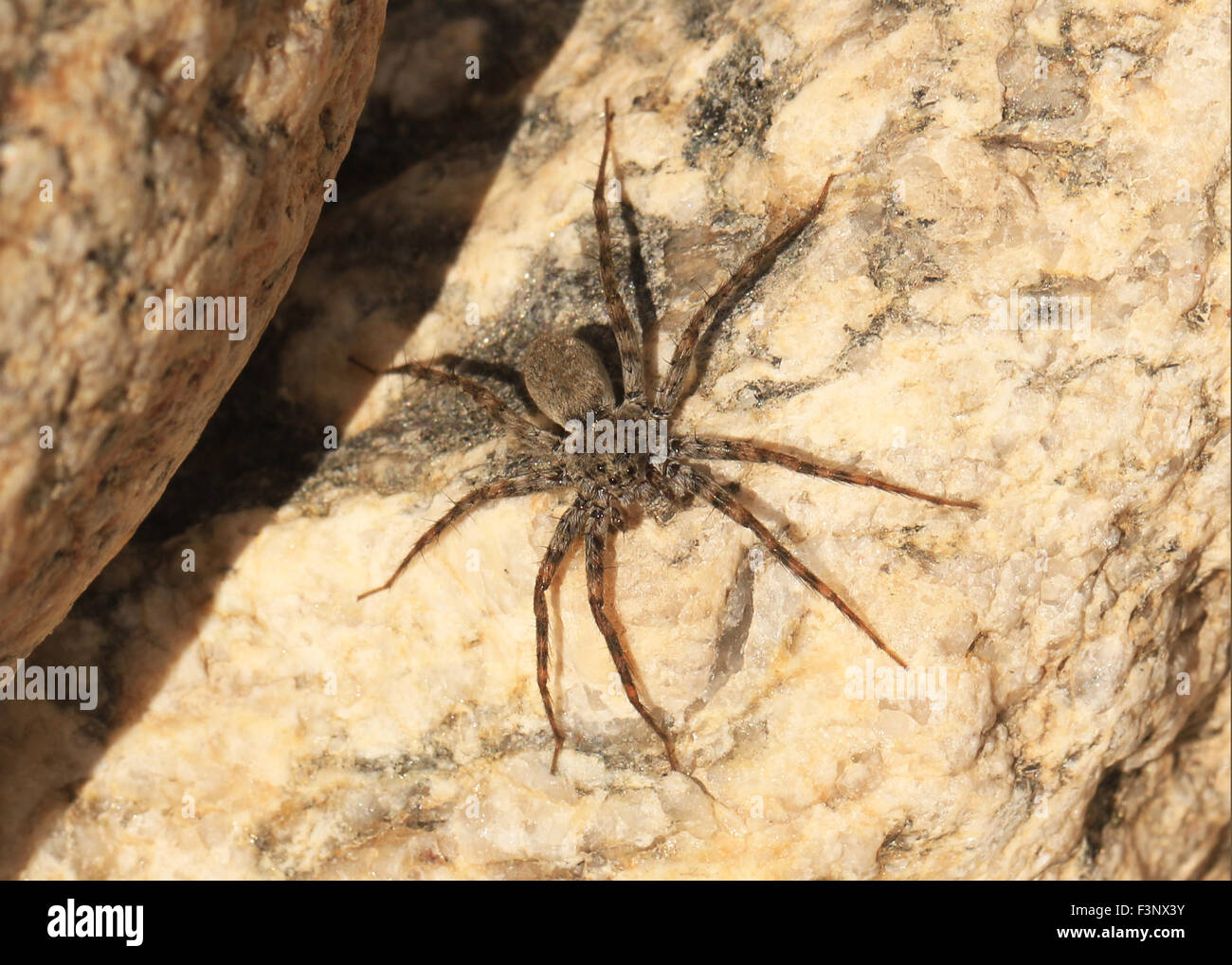 Pattes minces araignées du genre Pardosa à Tucson, AZ Banque D'Images