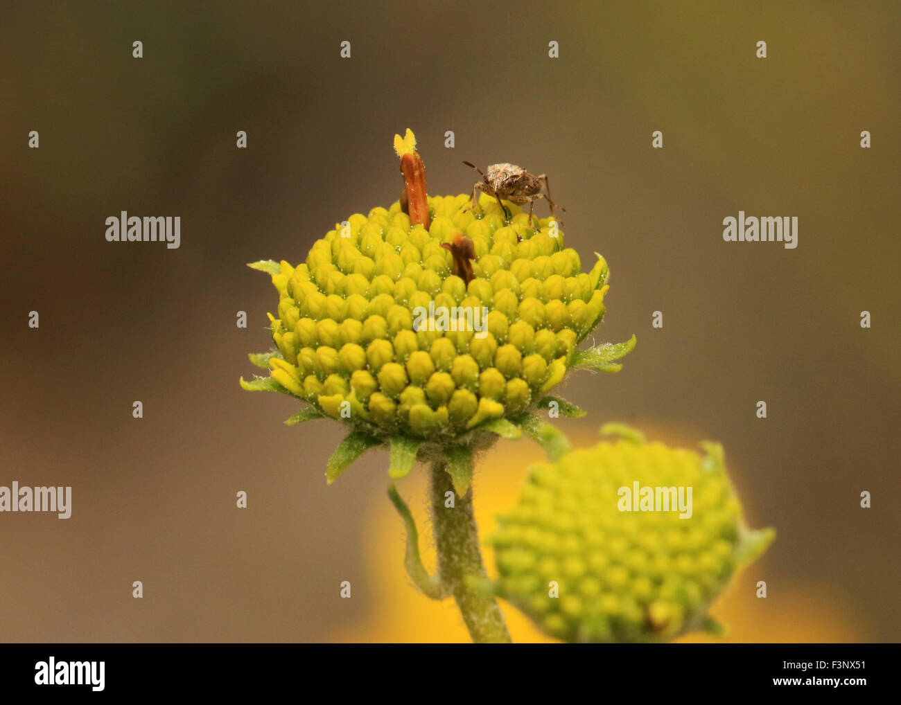 Insecte sur un arbuste du désert dans la région de Sabino Canyon à Tucson, Arizona Banque D'Images