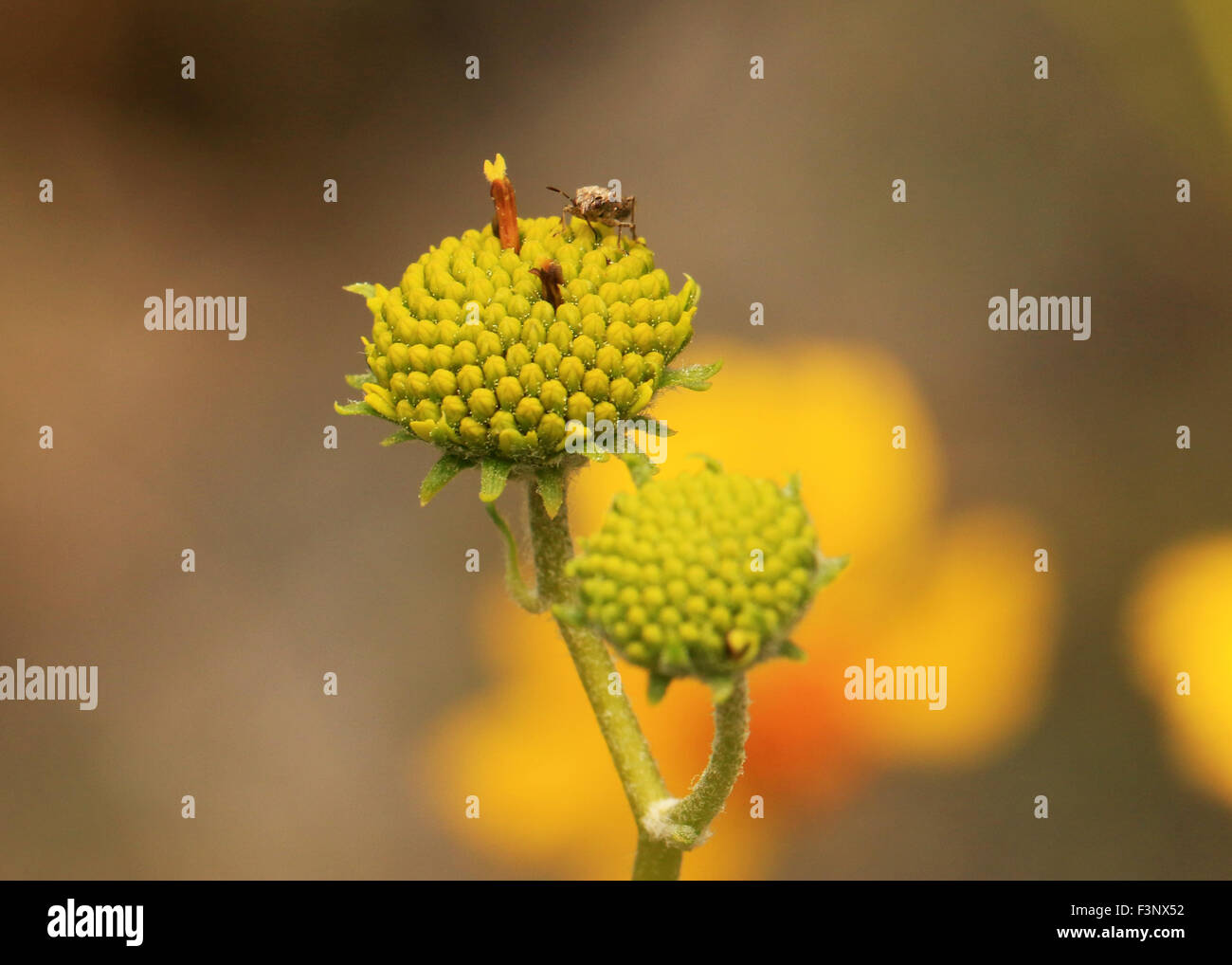 Insecte sur un arbuste du désert dans la région de Sabino Canyon à Tucson, Arizona Banque D'Images
