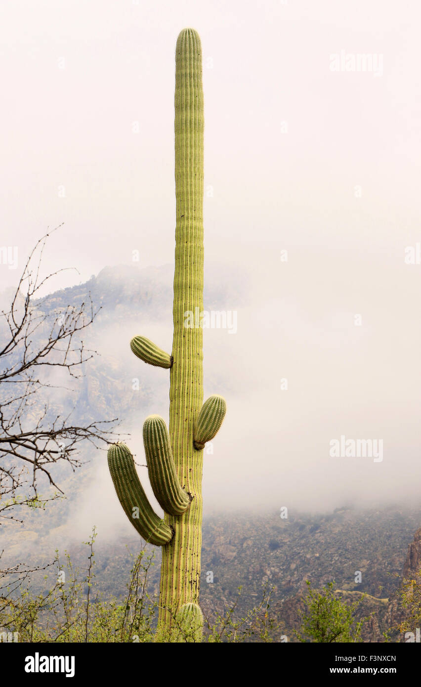 Cactus dans le brouillard, Tucson, AZ Banque D'Images