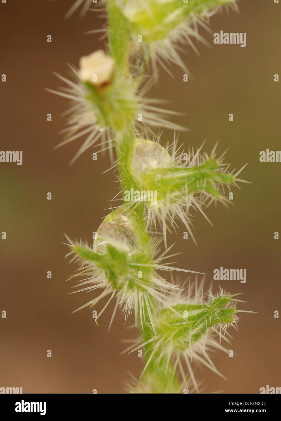 Macro d'une goutte d'eau sur un cactus à Tucson en Arizona Banque D'Images