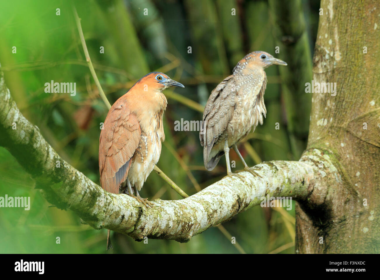 Malaysian (Gorsachius melanolophus) à Taiwan Photo Stock Alamy