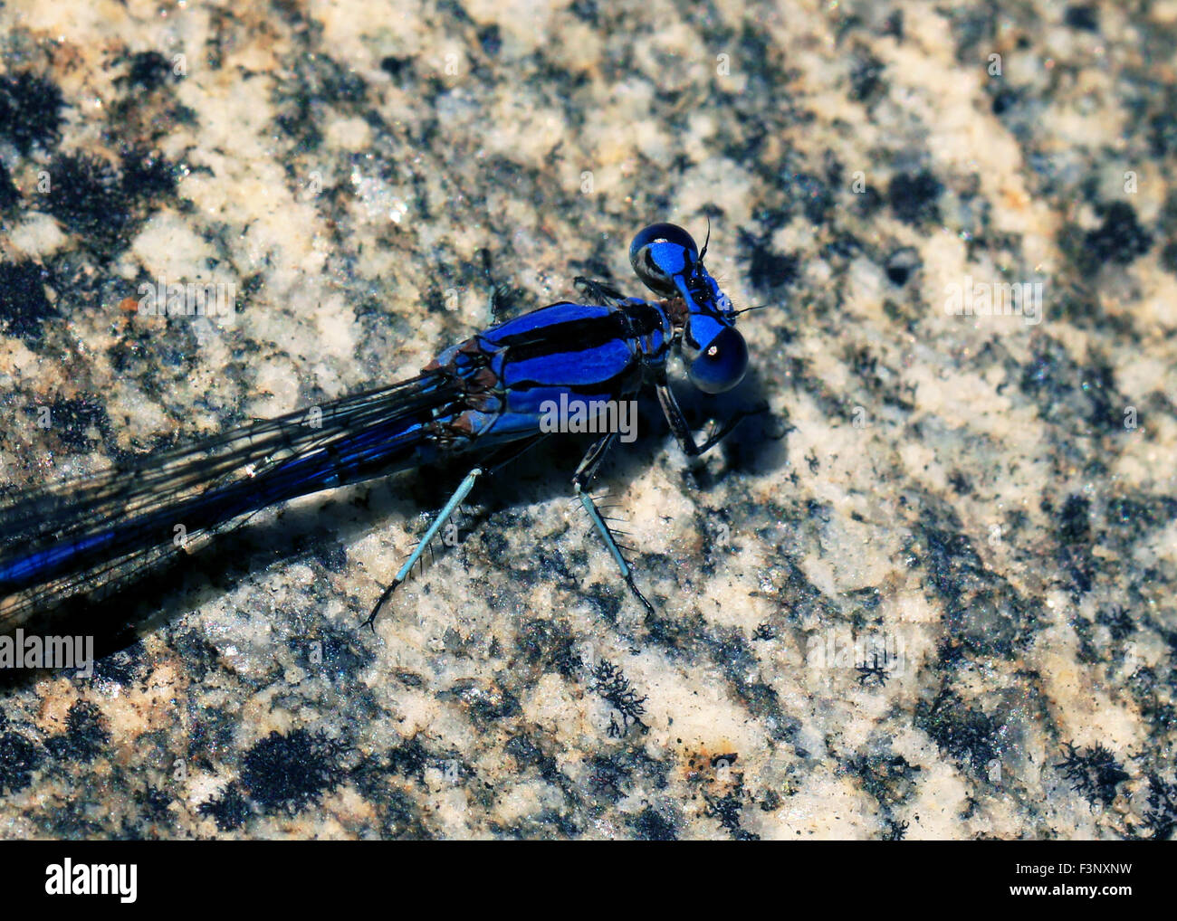 Macro d'une libellule bleue à Tucson, Arizona Banque D'Images