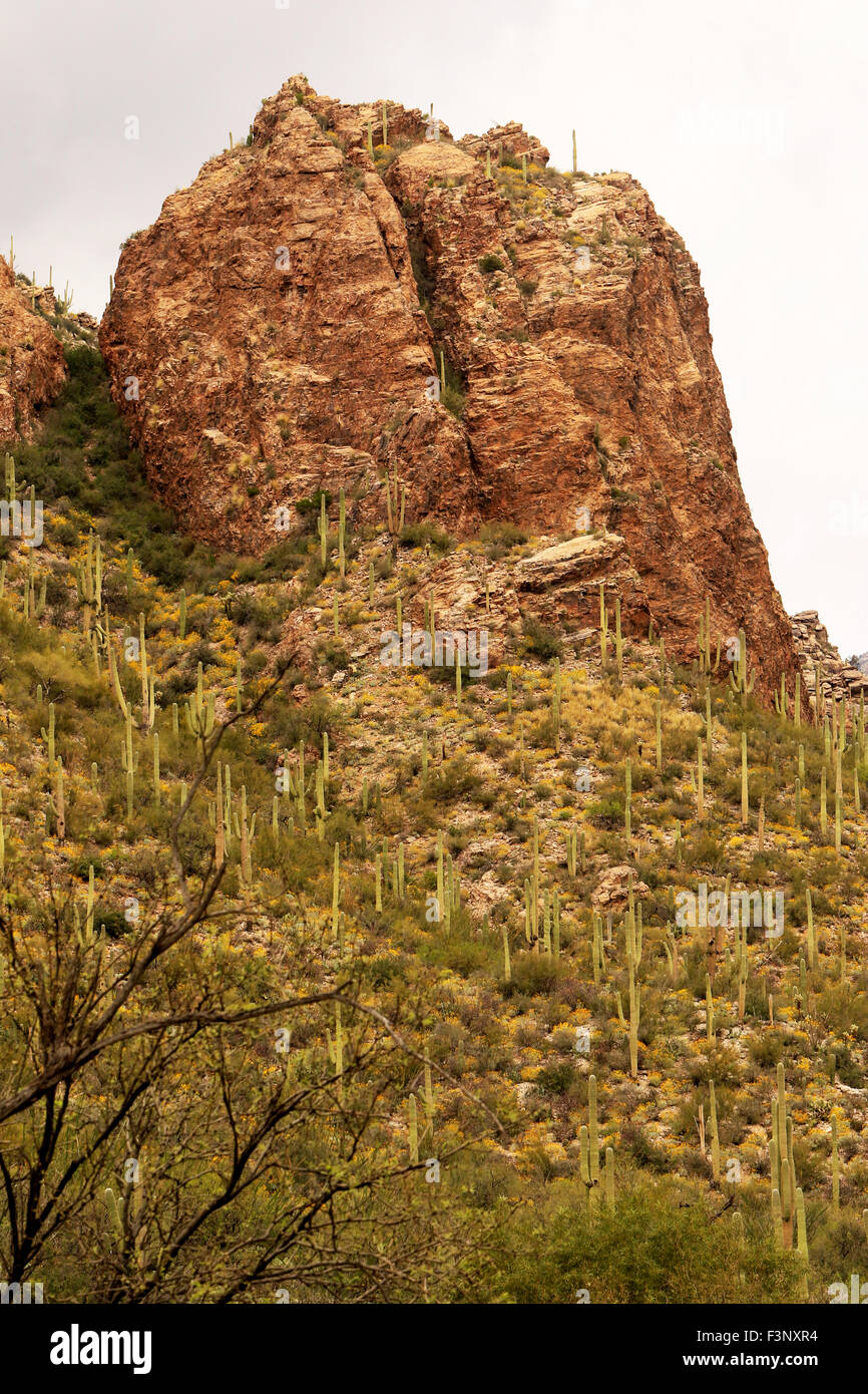 Le désert de Ventana Canyon à Tucson, Arizona Banque D'Images