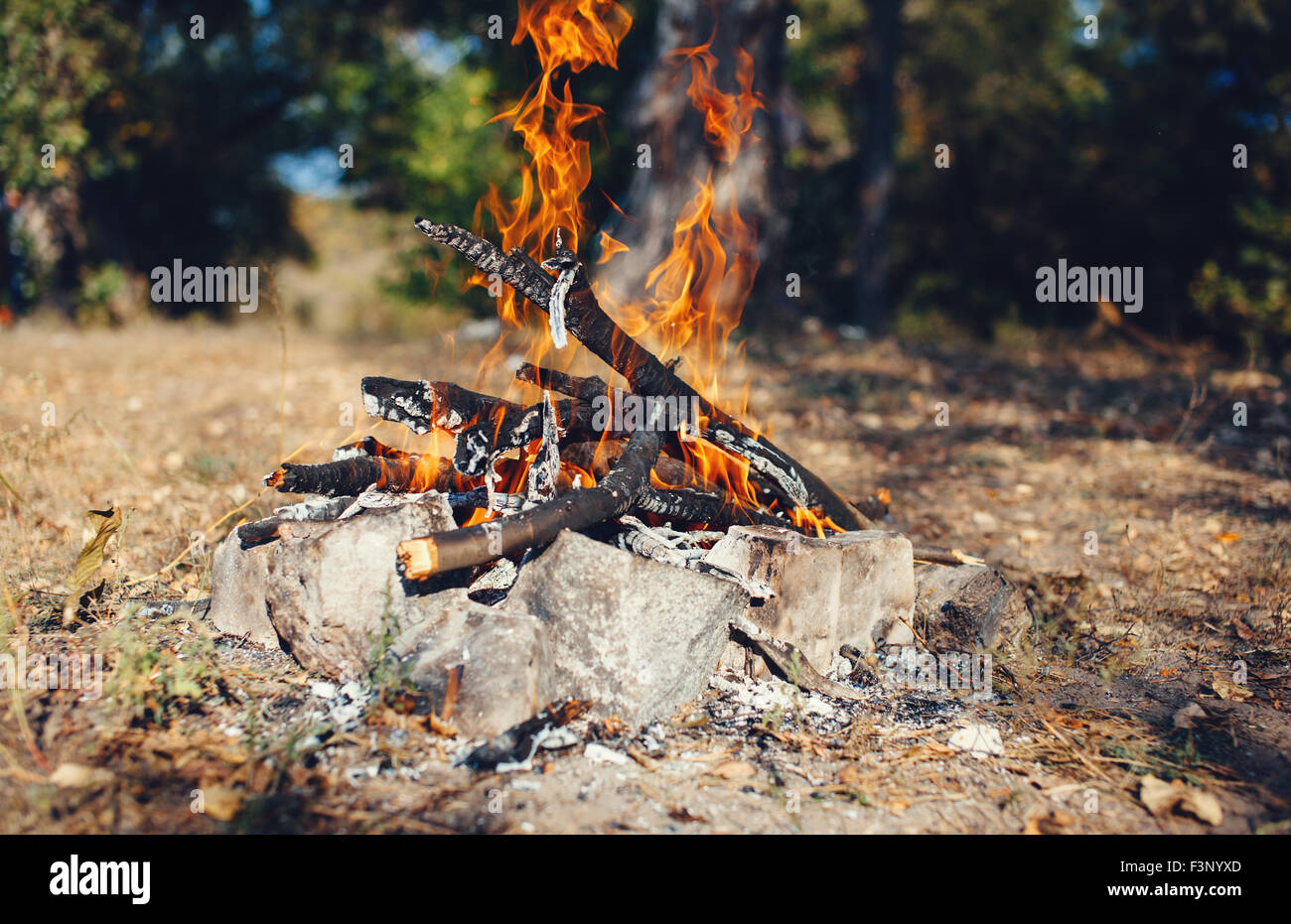 Feu dans la forêt d'automne. Les charbons de feu. Contexte Banque D'Images