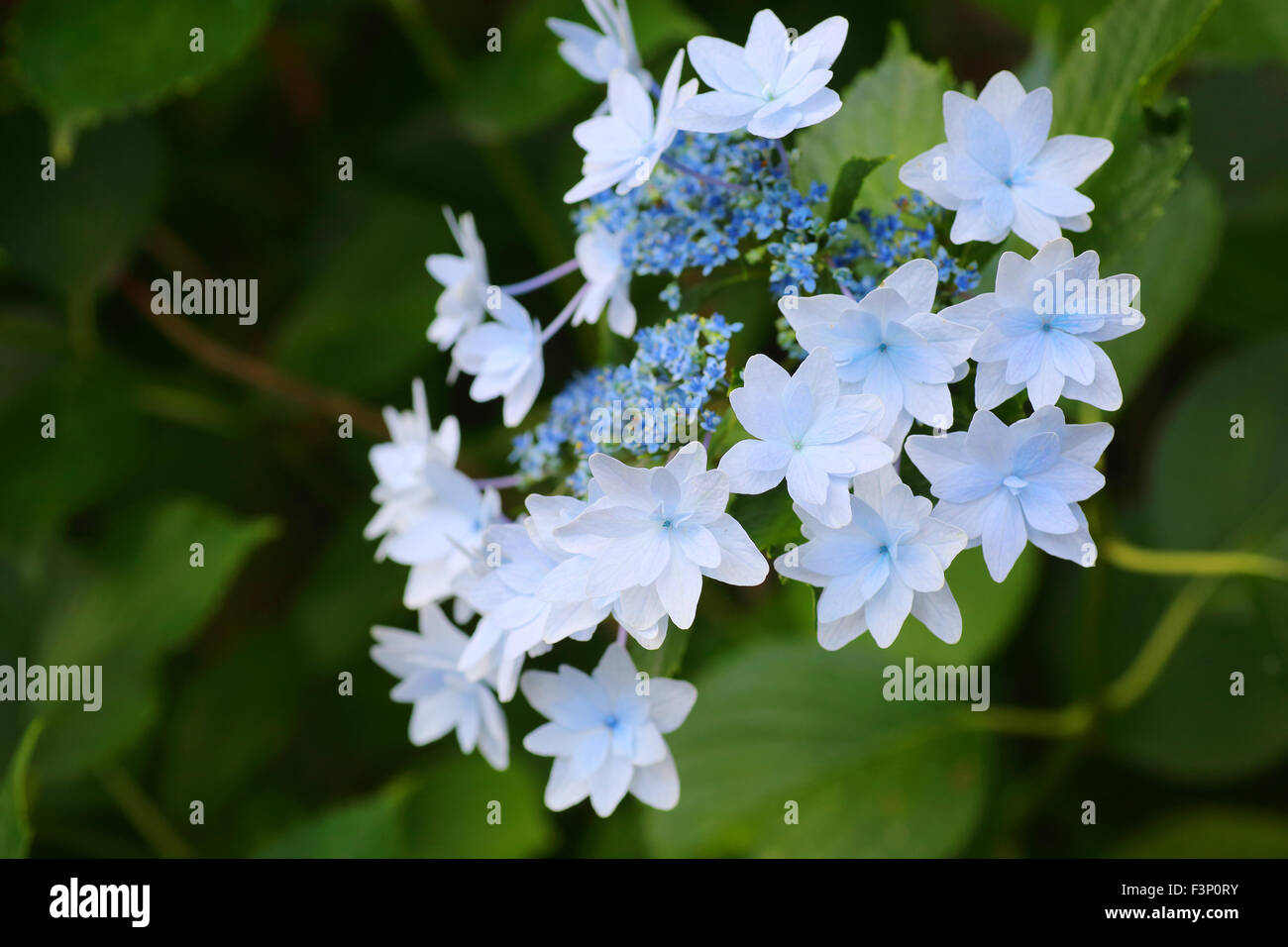 Hortensia lacecap (Hydrangea macrophylla normalis ) au Japon Banque D'Images