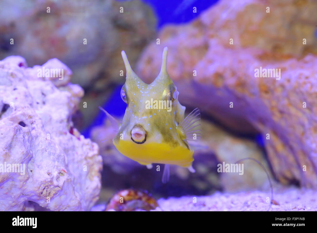 Longhorn Lactoria cornuta (cowfish) au Japon Banque D'Images