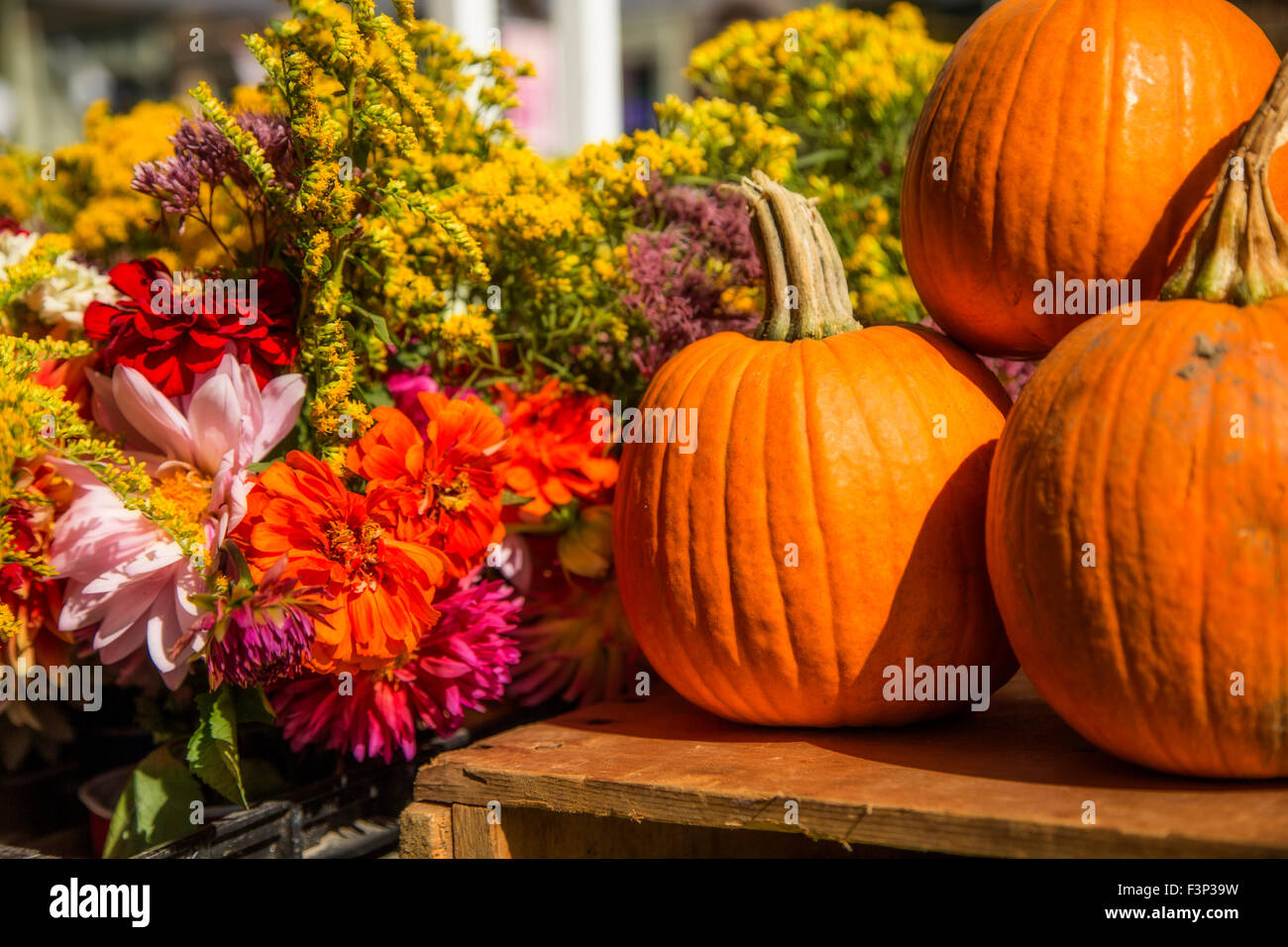 Arrangement de fleurs avec des citrouilles Banque D'Images