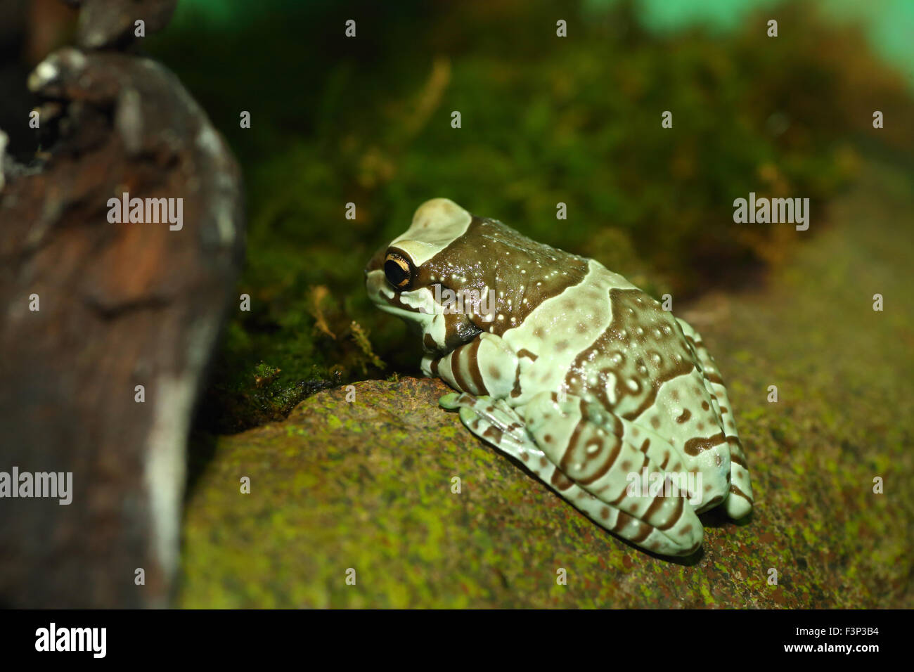 Amazon grenouille (Phrynohyas resinifictrix lait) Banque D'Images