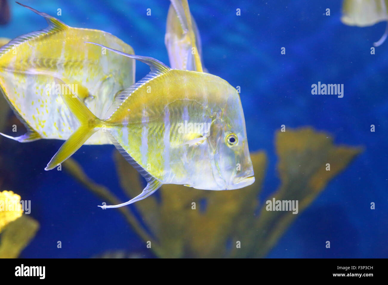 Portrait de deux piscine silver pompano vers le bas dans les poissons de mer sombre profonde Banque D'Images