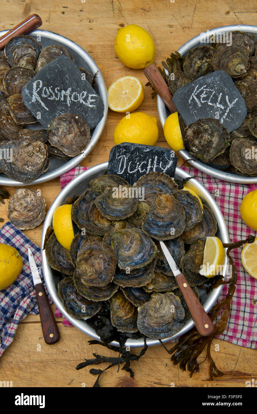 Robin Hancock des frères Wright les huîtres, qui gère le Duché de Cornouailles les huîtres sur l'estuaire de Helford. Banque D'Images