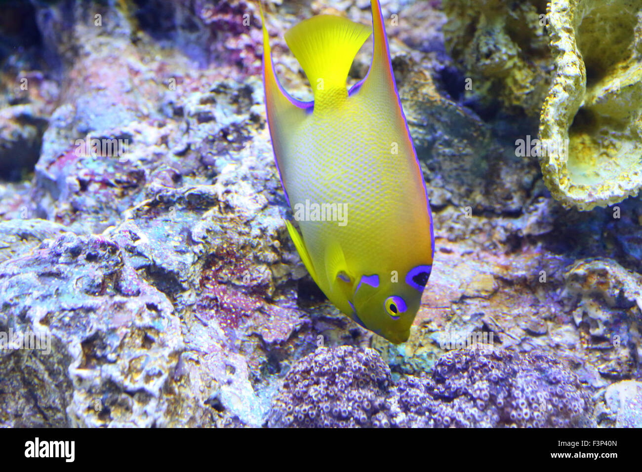 Lit Queen angelfish (Holacanthus ciliaris) au Japon Banque D'Images