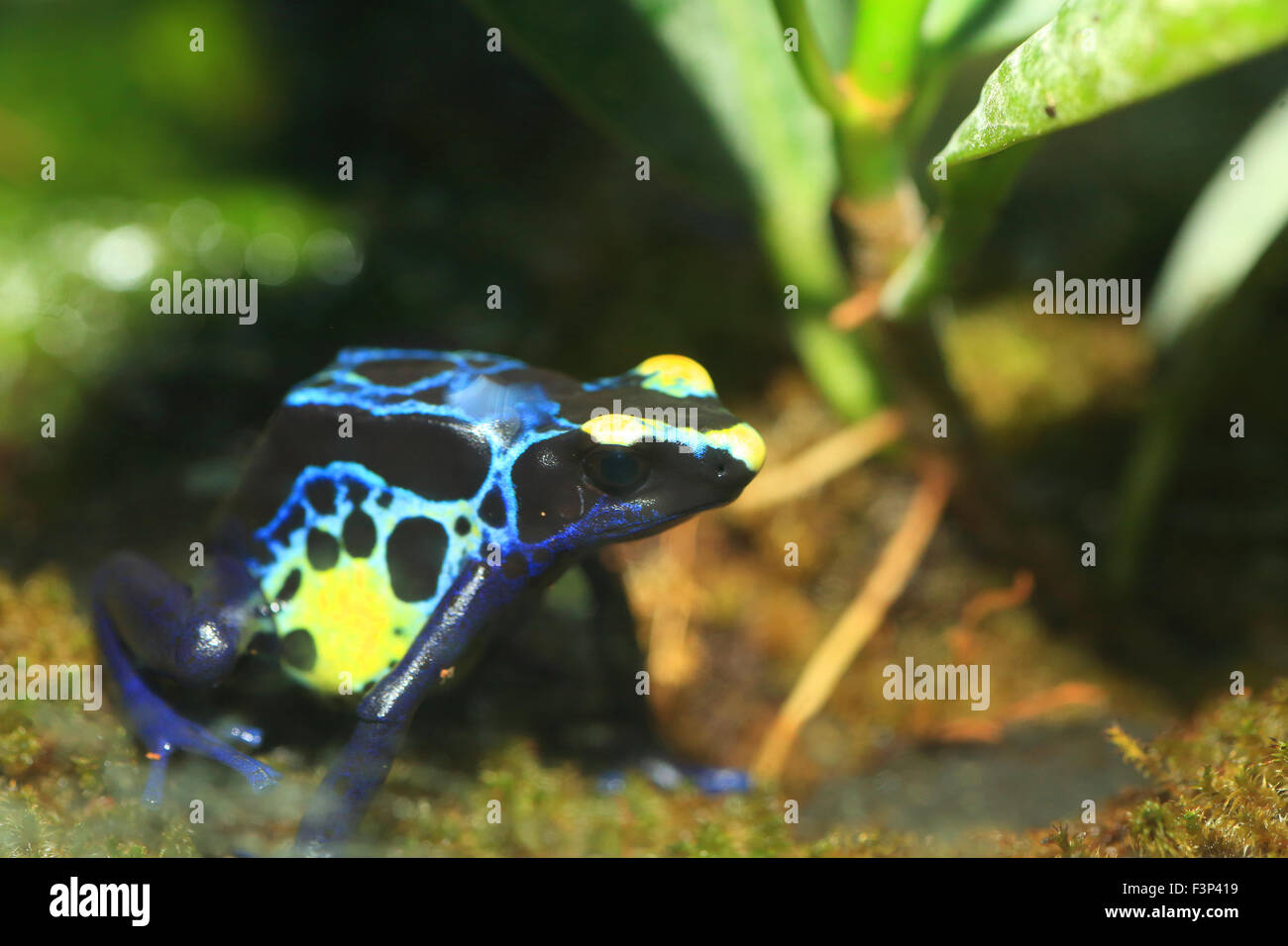 Dyeing poison dart frog (Dendrobates tinctorius) Banque D'Images