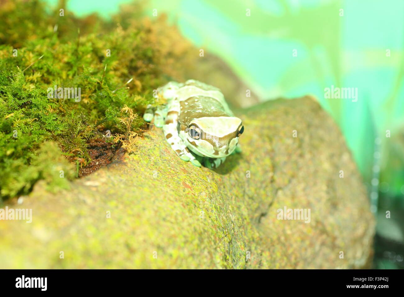 Amazon grenouille (Phrynohyas resinifictrix lait) Banque D'Images