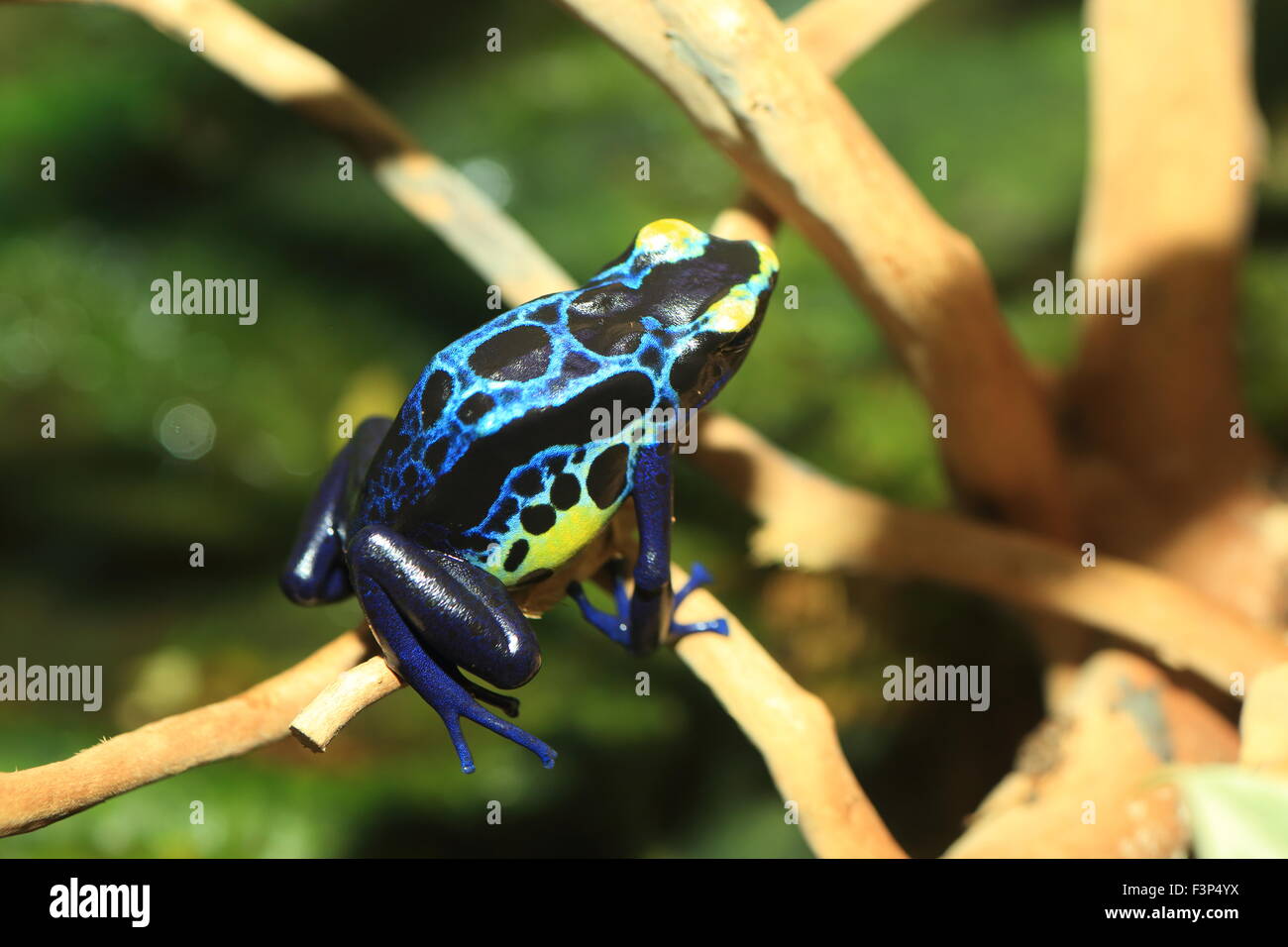 Dyeing poison dart frog (Dendrobates tinctorius) Banque D'Images