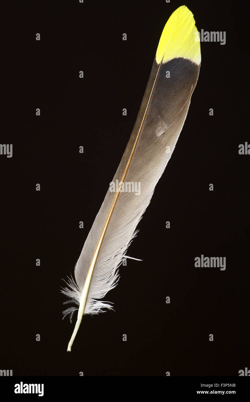 Plume Oiseau Banque D Image Et Photos Alamy