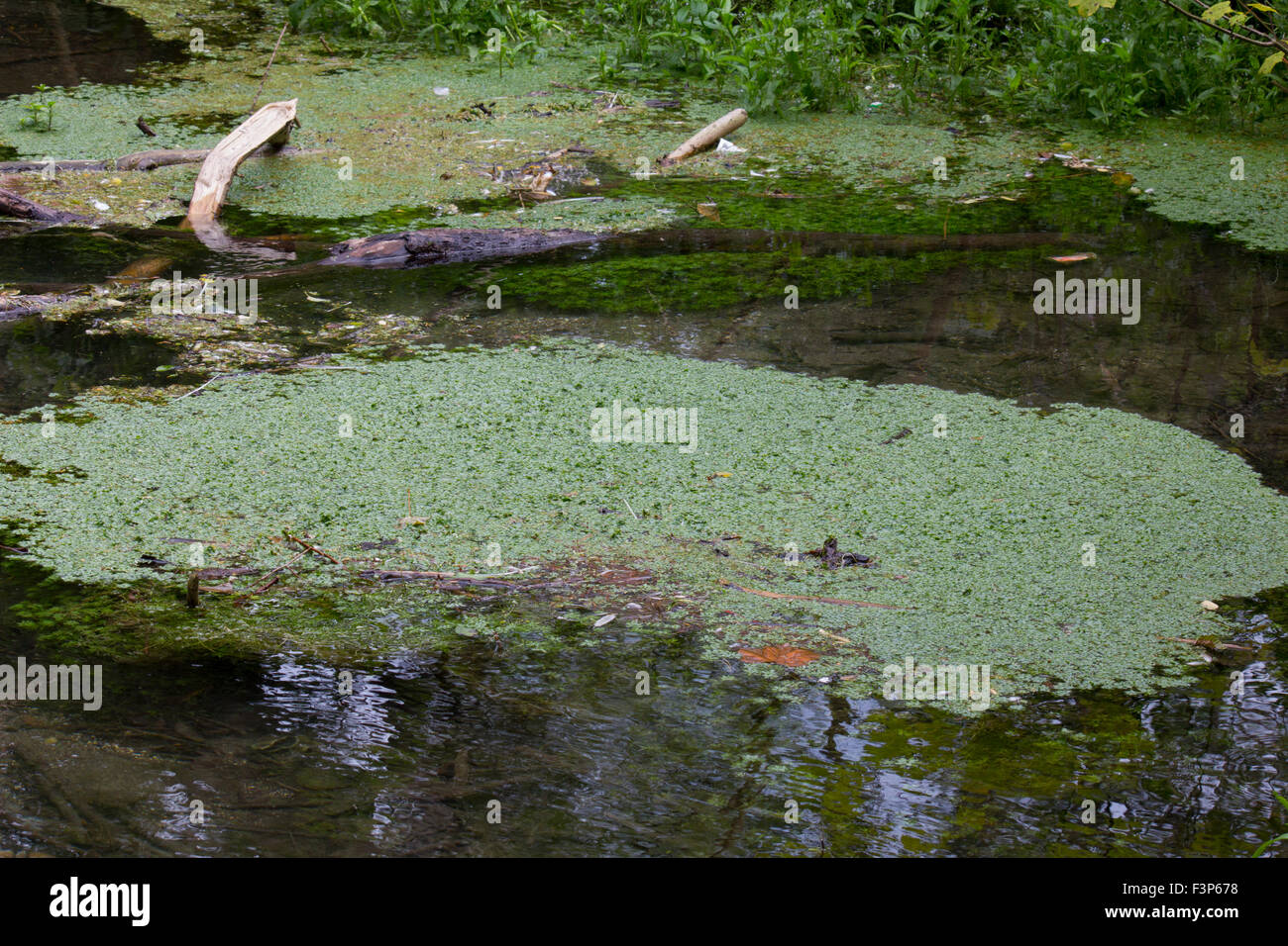 Grand groupe d'algues et de mauvaises herbes de l'étang Banque D'Images