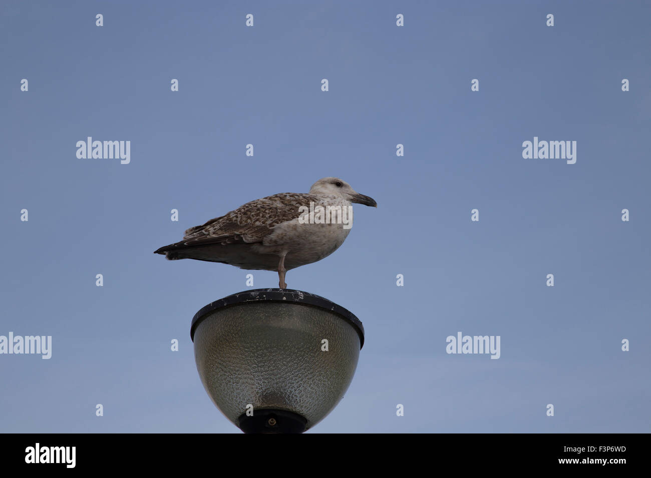 Jeune mouette debout sur une lampe Banque D'Images