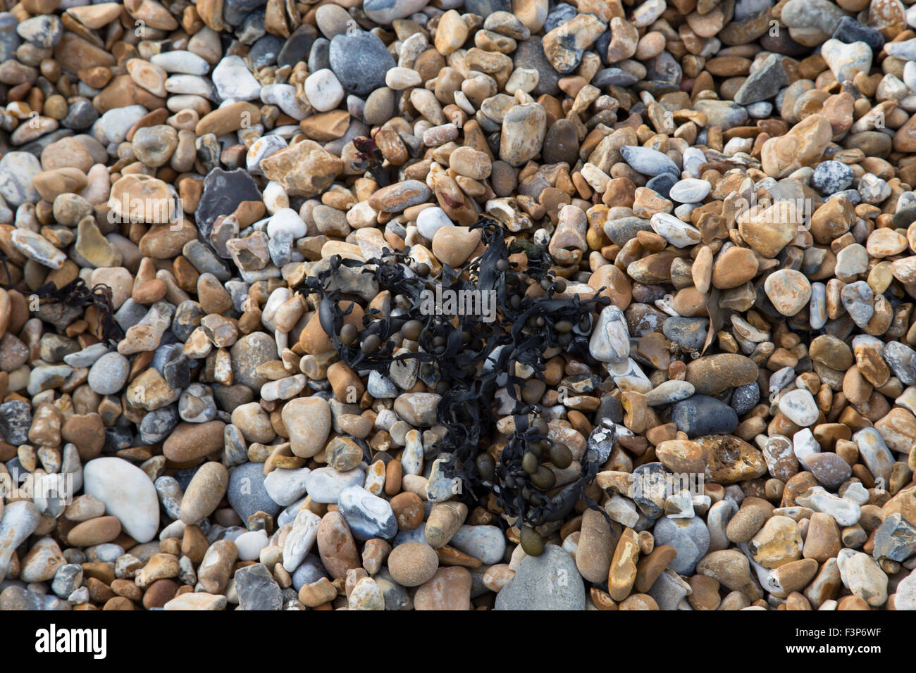 Les algues sur les pierres de la plage noire Banque D'Images