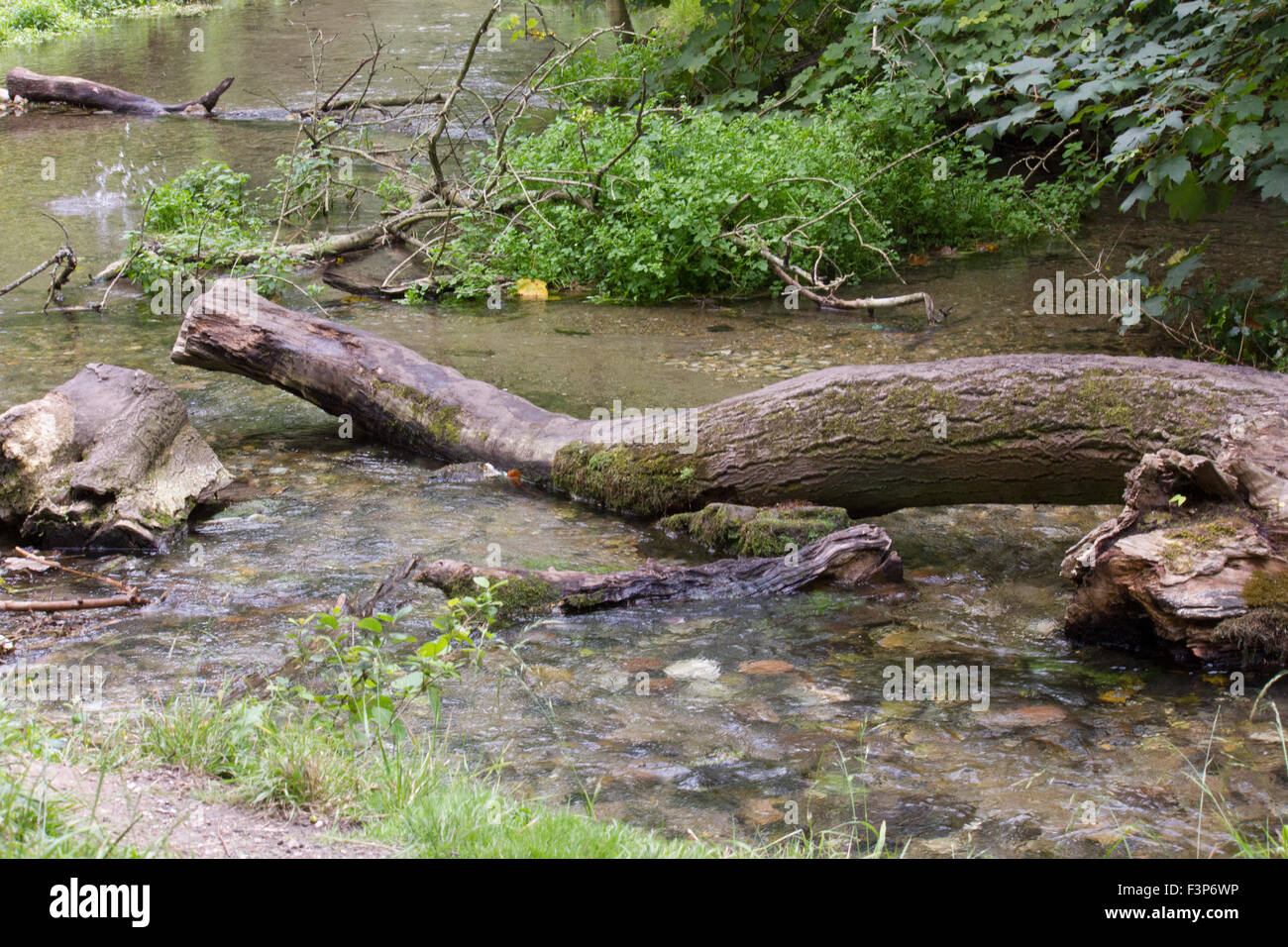 Plusieurs tronc d'arbre tombé dans une rivière Banque D'Images